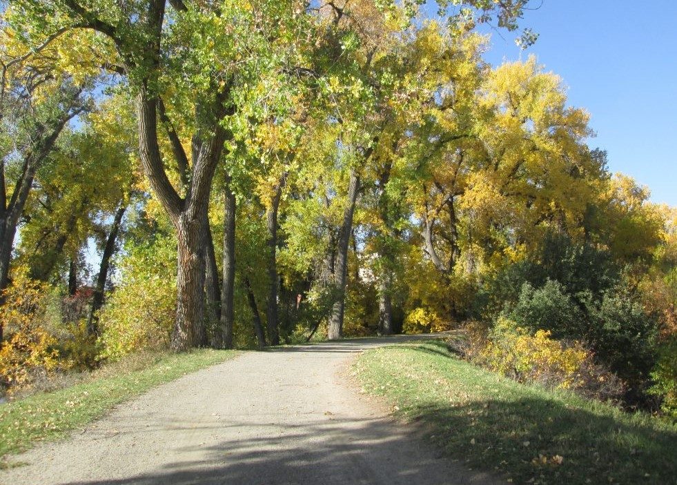 Tree-lined trail in autumn